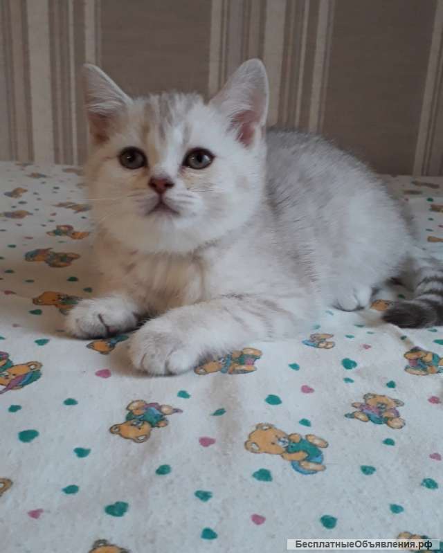 Прелестная серебристая малышка