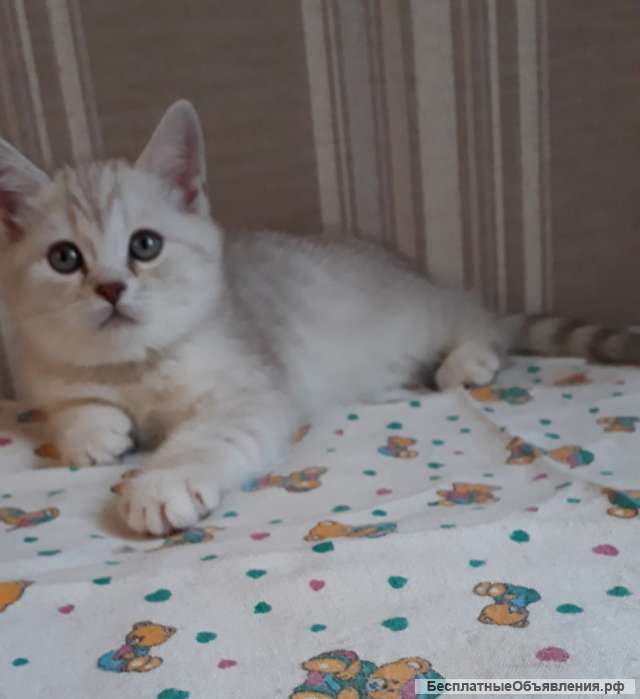 Изумительный серебристый котенок девочка