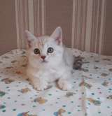 Изумительный серебристый котенок девочка