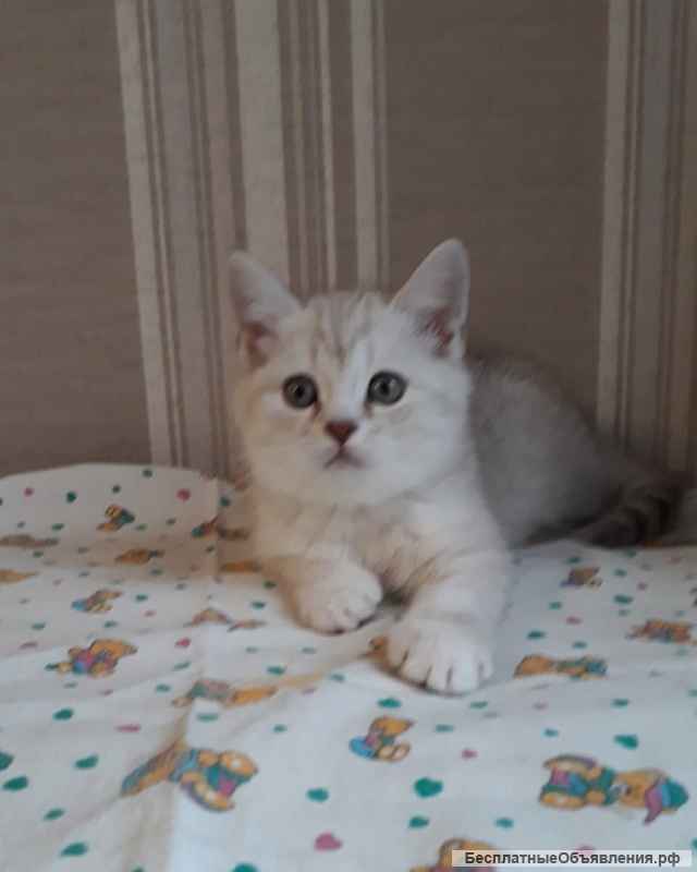 Изумительный серебристый котенок девочка