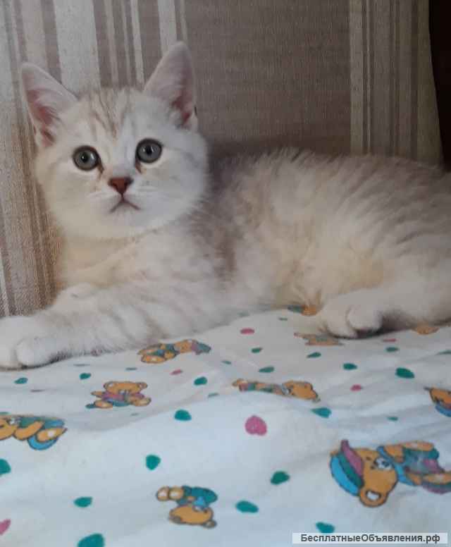 Изумительный серебристый котенок девочка