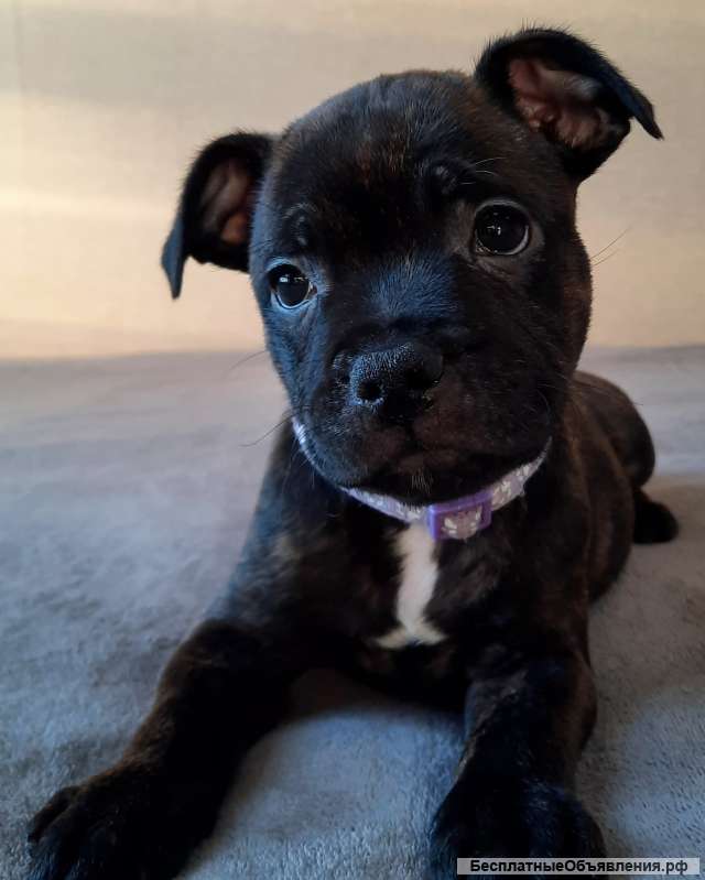 Стаффордширский бультерьер щенки