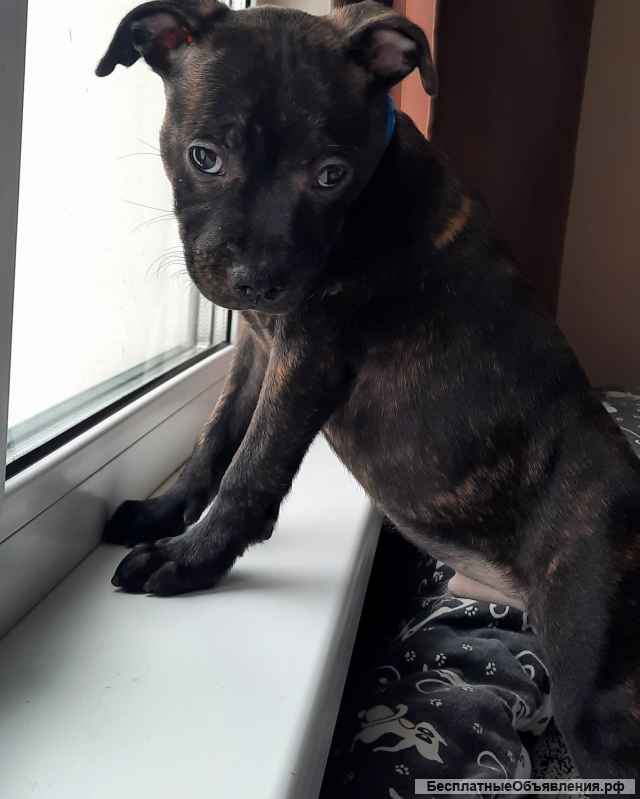 Стаффордширский бультерьер щенки