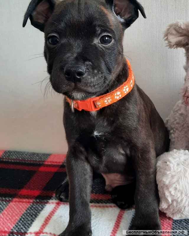 Стаффордширский бультерьер щенки