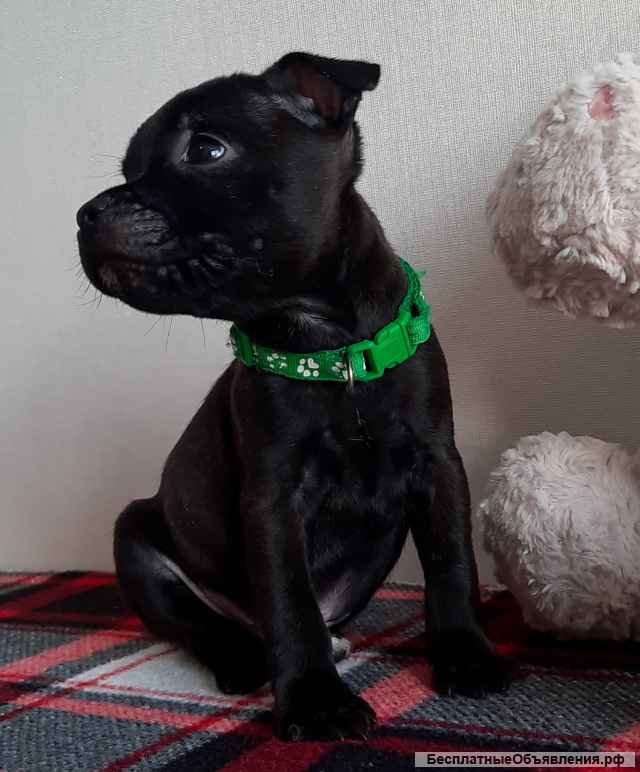 Стаффордширский бультерьер щенки