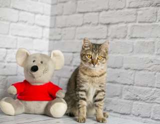 Спокойная и скромная кошка Эйва в добрые руки