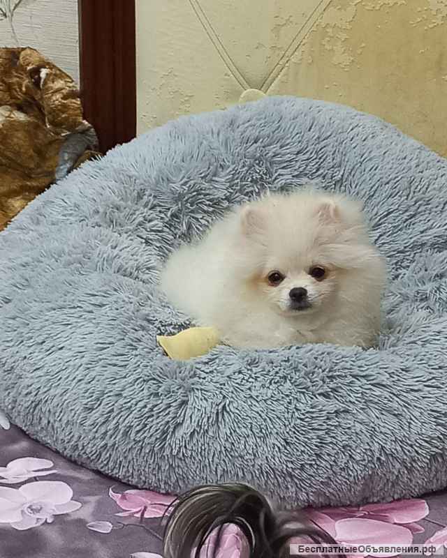 Щеночки шпица