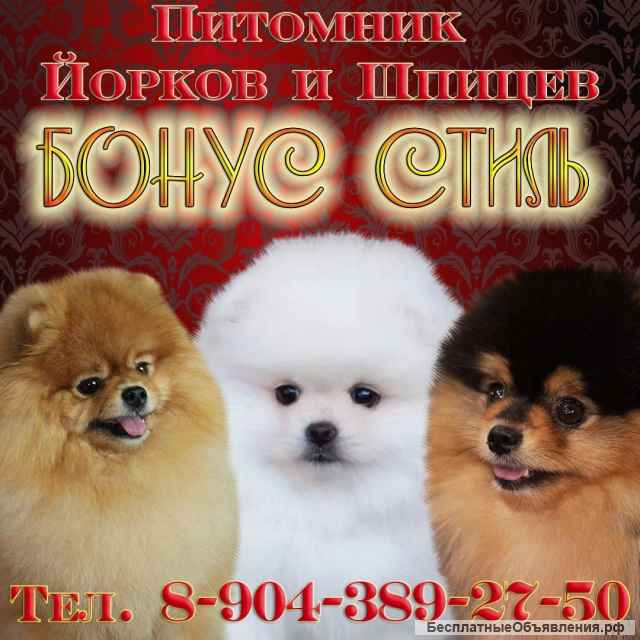 Щеночки шпица