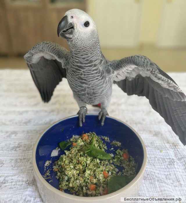 Птенцы жако, 4 месяца