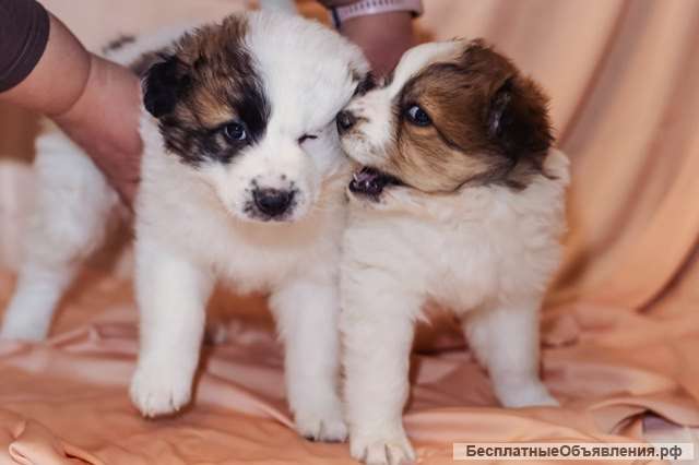 Щенки-метисы Бони и Бим в добрые руки