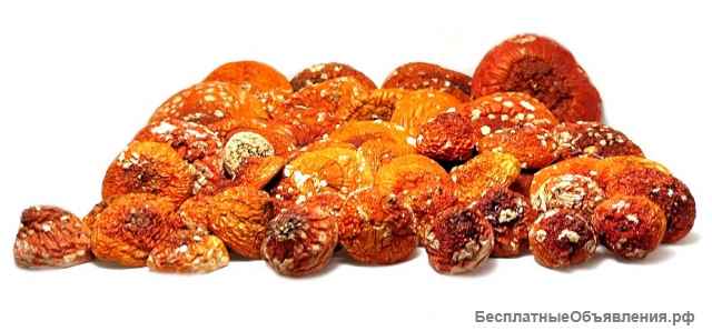 Красный мухомор