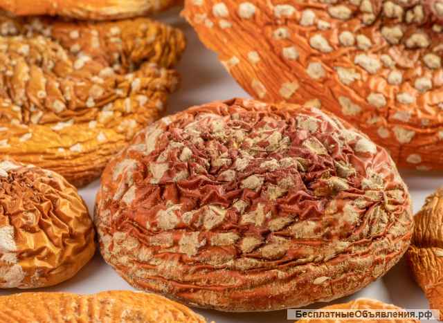 Красный мухомор