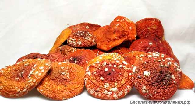 Красный мухомор