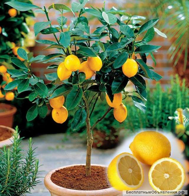 Гибридные мини-деревья