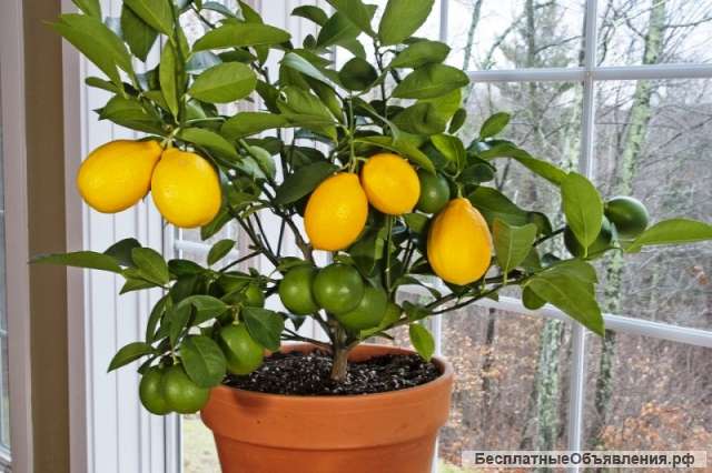 Гибридные мини-деревья