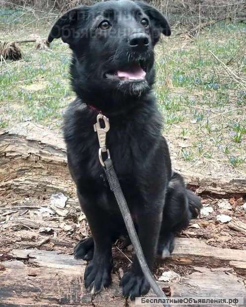 Игривая Джесси (4 месяца) в добрые руки