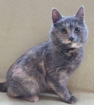 Очень симпатичная котенок Озона в добрые руки