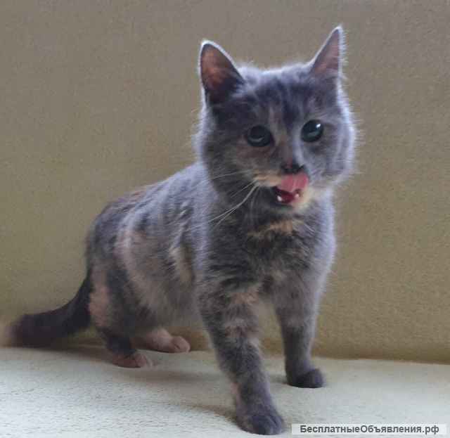 Очень симпатичная котенок Озона в добрые руки