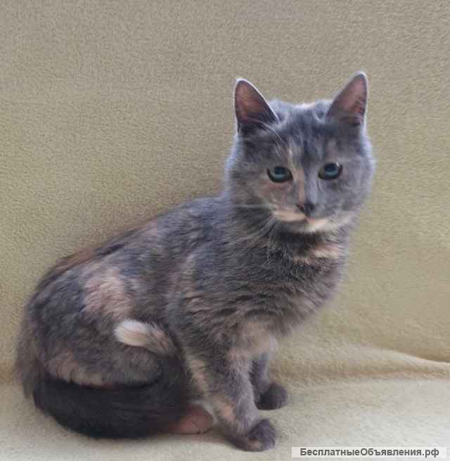 Очень симпатичная котенок Озона в добрые руки