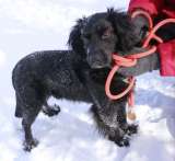 Аксель ищет дом