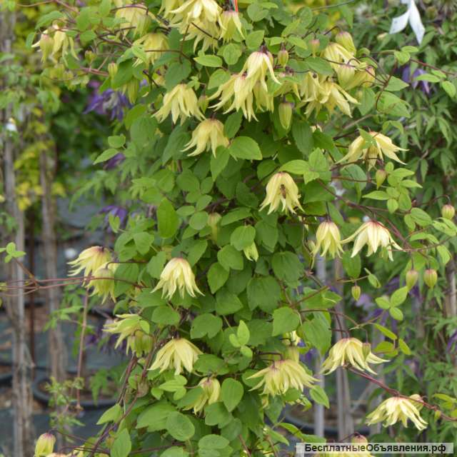 Княжеки - клематисы