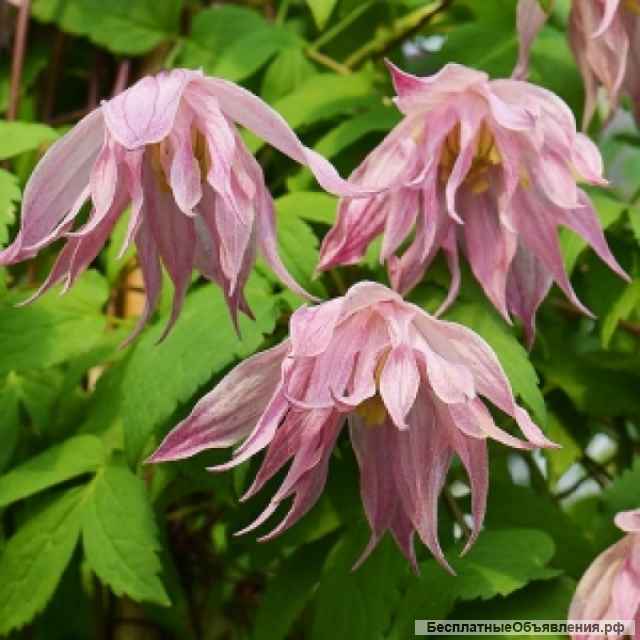 Княжеки - клематисы