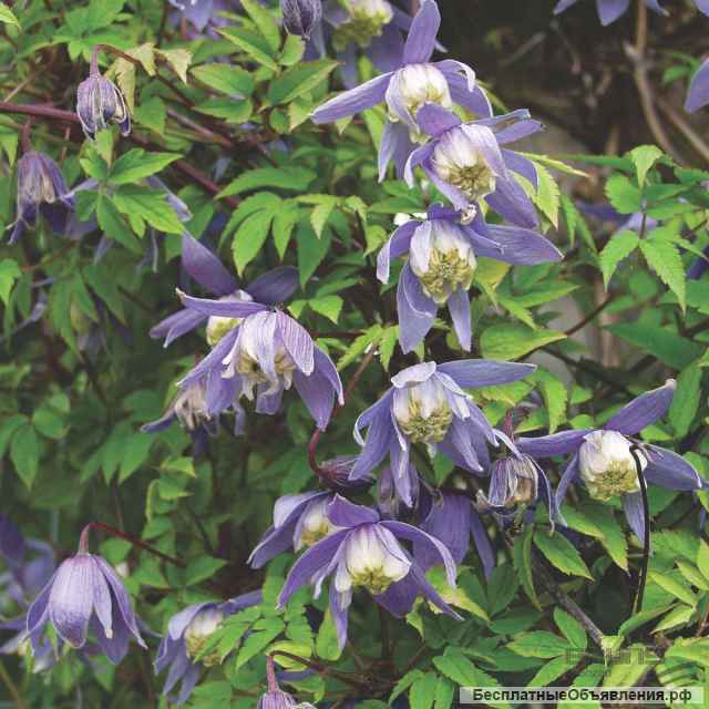 Княжеки - клематисы
