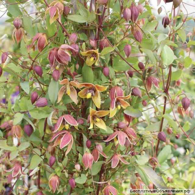 Княжеки - клематисы