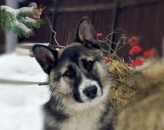 Очаровательный щенок Грей в добрые руки