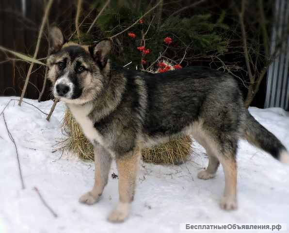 Очаровательный щенок Грей в добрые руки