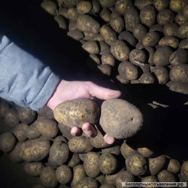 Картофель