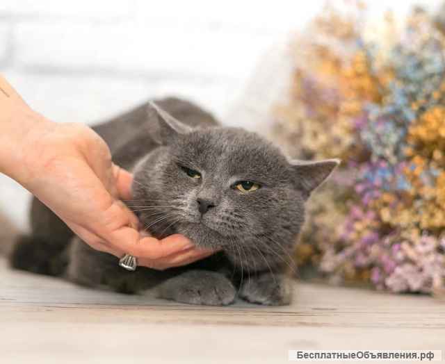 Очаровательный котик-метис британца Грей в добрые руки