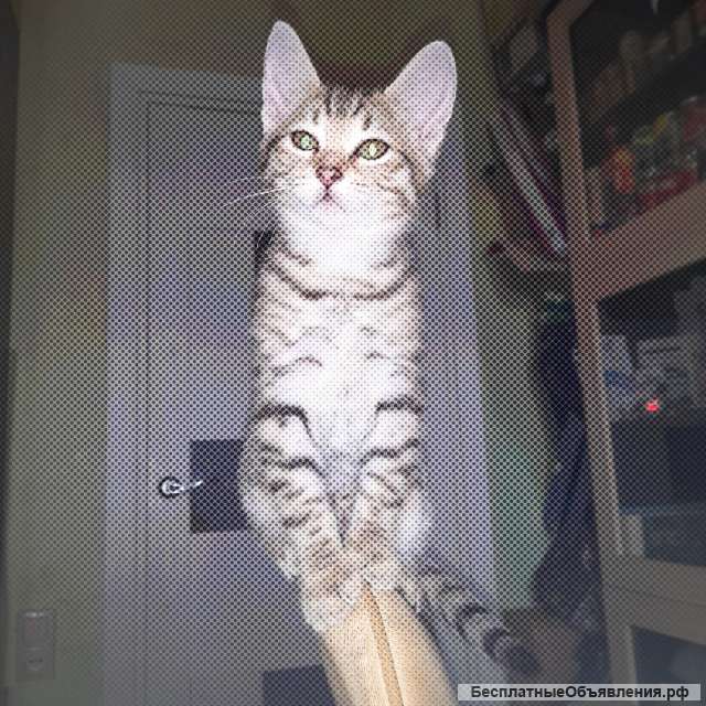 ЧетвероХрабрых