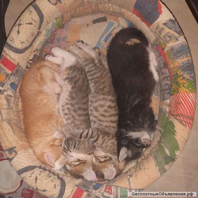 ЧетвероХрабрых