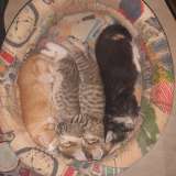 ЧетвероХрабрых