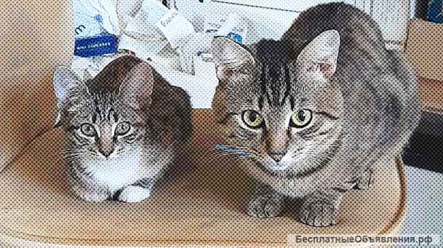 ЧетвероХрабрых