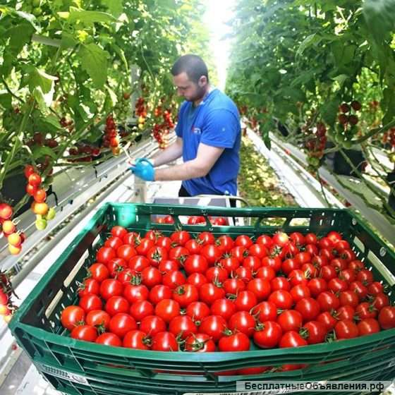 Разнорабочий (М/Ж) в Теплицы (Ставропольский край) Работа Вахта Проживание Питание