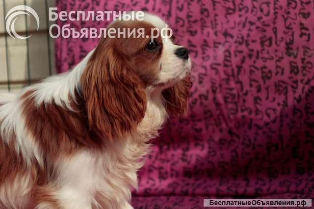 Кавалер кинг Чарльз спаниель мальчик бленхейм