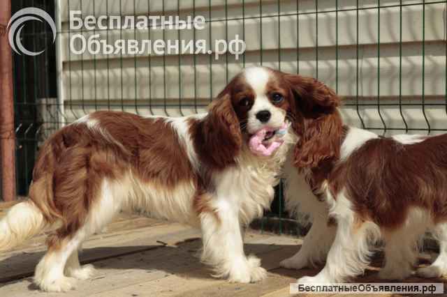 Кавалер кинг Чарльз спаниель мальчик бленхейм