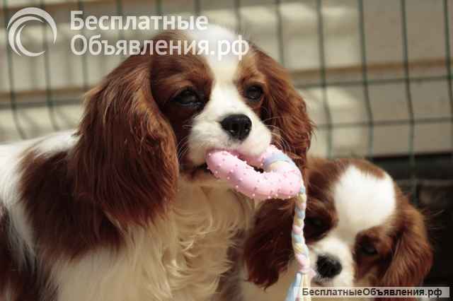 Кавалер кинг Чарльз спаниель мальчик бленхейм