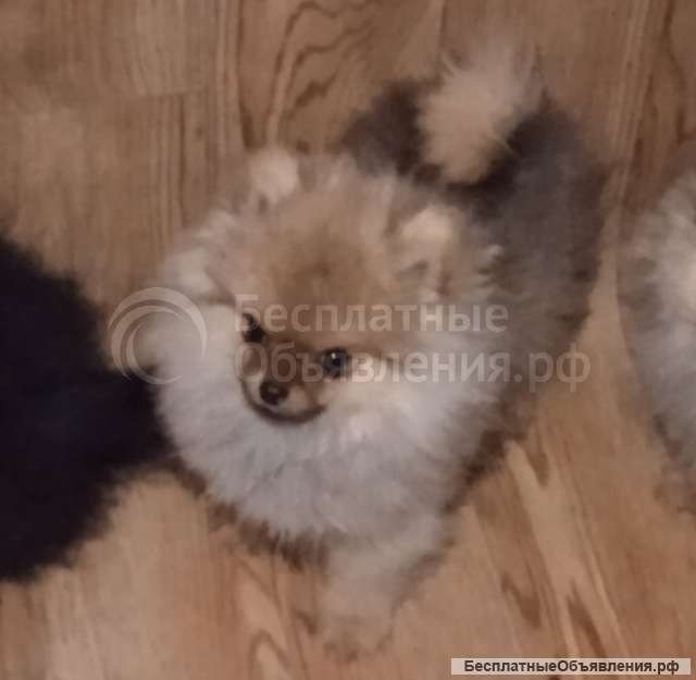 Шпиц мини, щенки, подростки