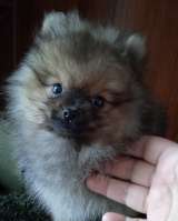 Шпиц мини, щенки, подростки