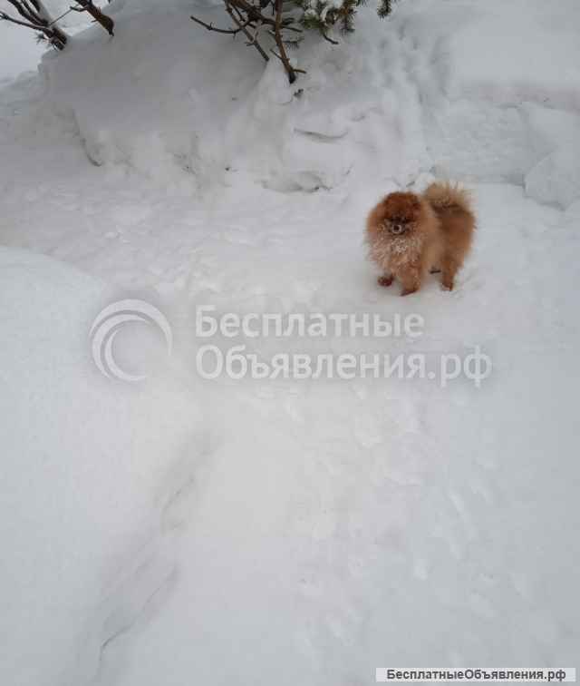 Шпиц мини, щенки, подростки