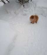 Шпиц мини, щенки, подростки