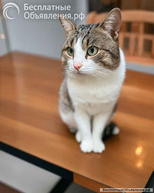 Ласковый котик Лучик в поисках любящего хозяина