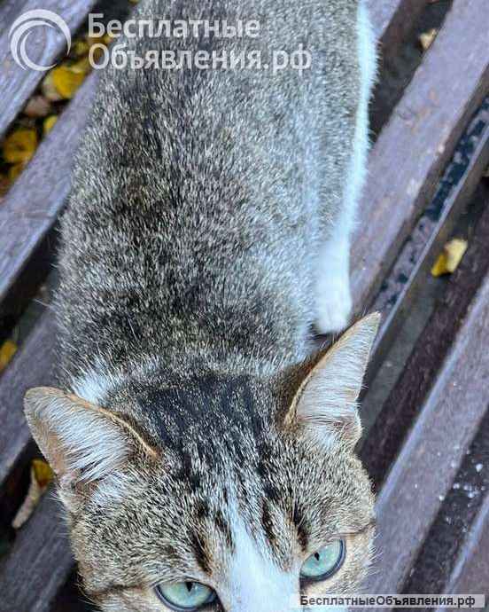 Ласковый котик Лучик в поисках любящего хозяина