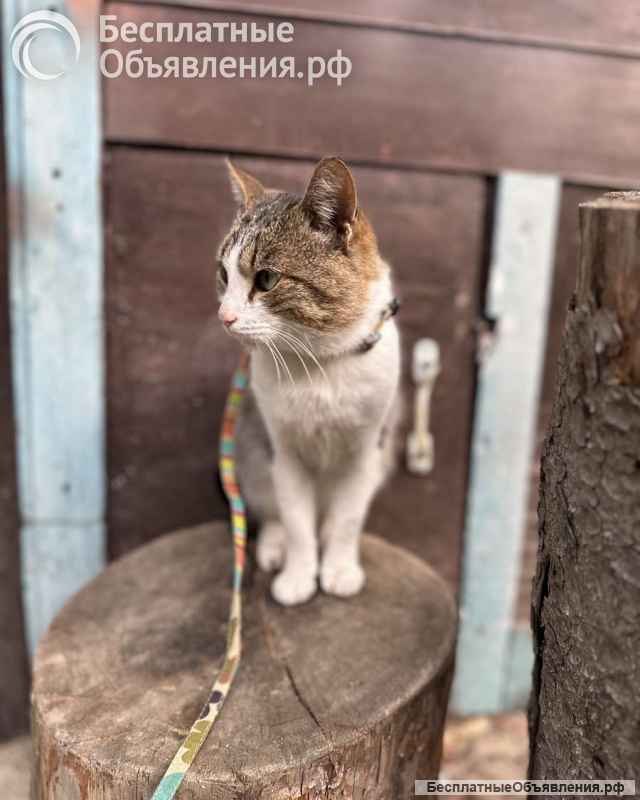 Ласковый котик Лучик в поисках любящего хозяина