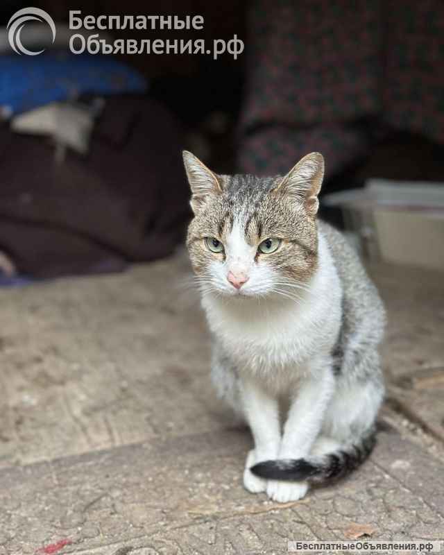 Ласковый котик Лучик в поисках любящего хозяина