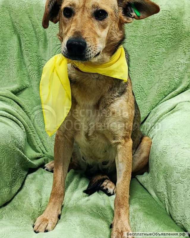 Милая собачка Анфиса в дар