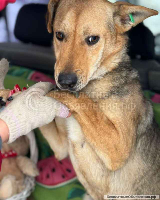 Милая собачка Анфиса в дар